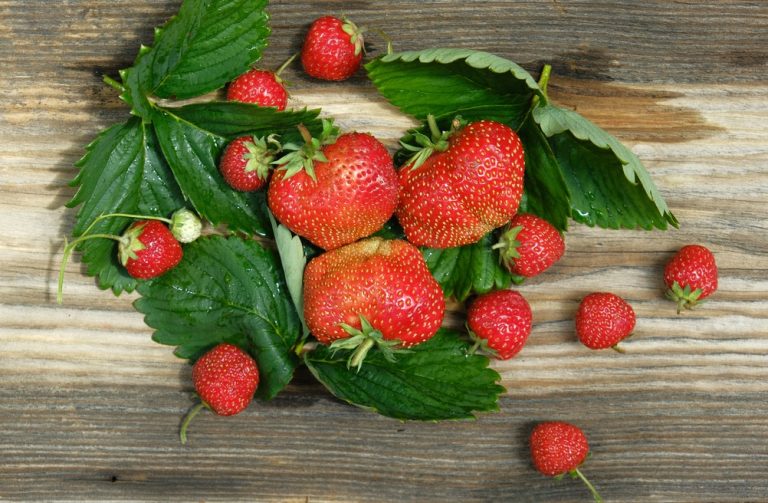 Should You Remove Old Strawberry Leaves After Fruiting?