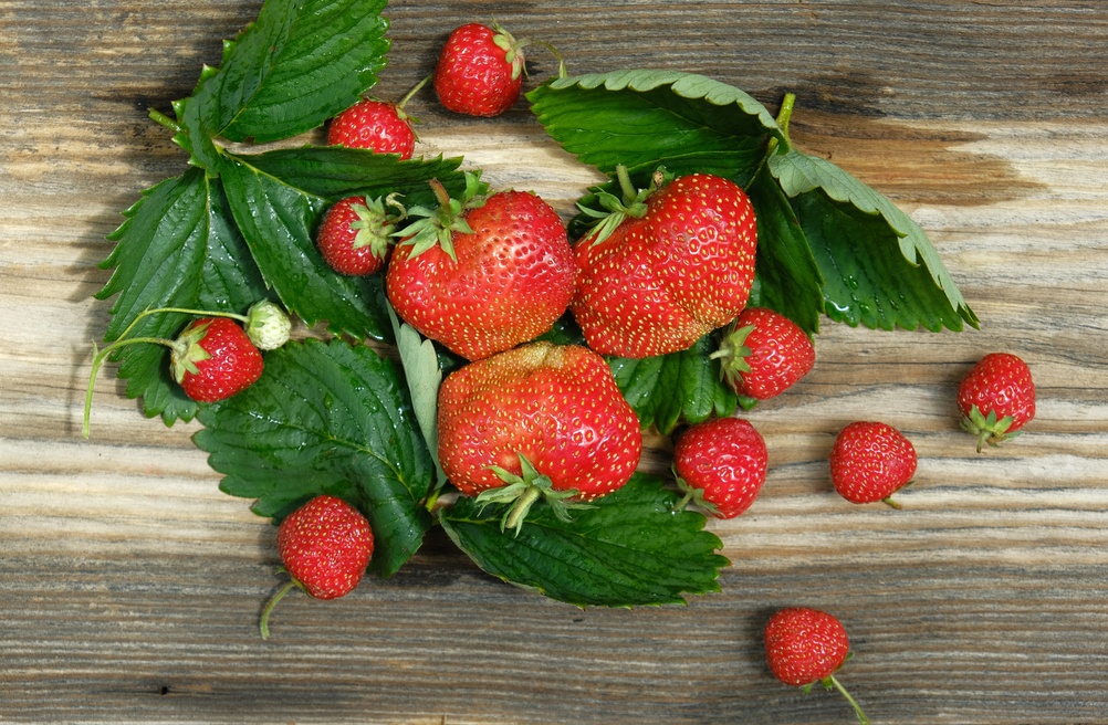 Should You Remove Old Strawberry Leaves After Fruiting?