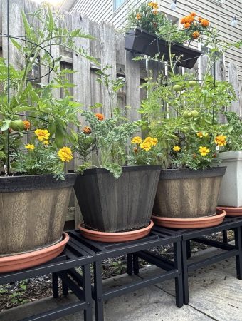 5 Edible Plants That Can Replace Empty Patio Annuals