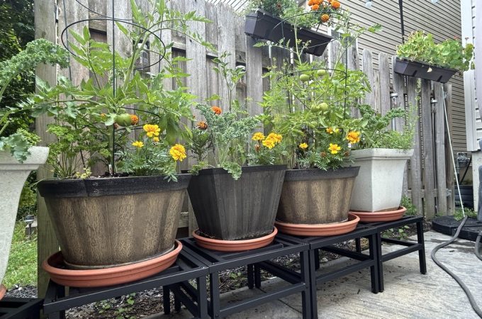 5 Edible Plants That Can Replace Empty Patio Annuals
