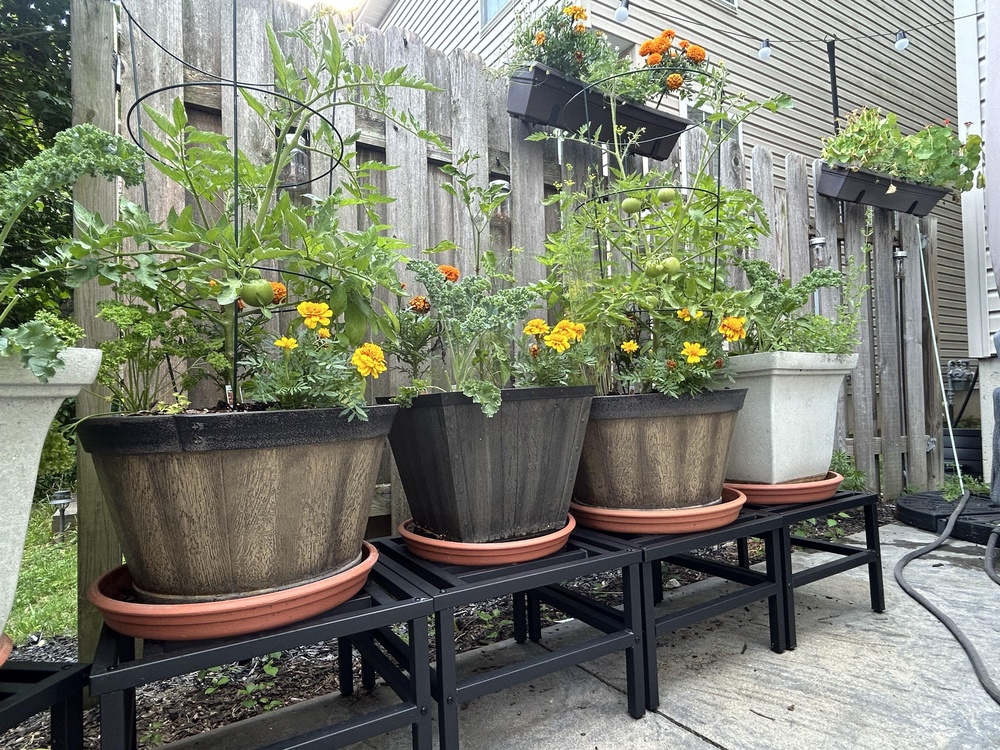 5 Edible Plants That Can Replace Empty Patio Annuals