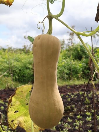 Why Are Your Winter Squash Vines Rooting Along the Ground?