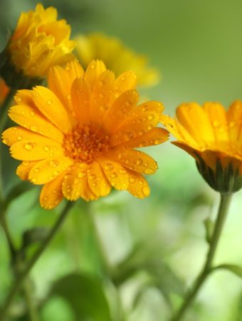 7 Flowers to Direct-Sow Now for Early Color Next Year