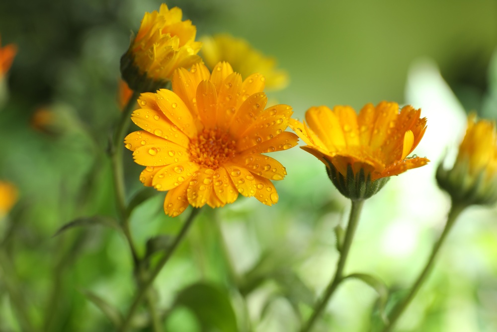 7 Flowers to Direct-Sow Now for Early Color Next Year