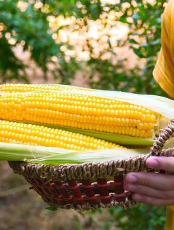 7 Crops That Make Good Use of a Finished Corn Patch