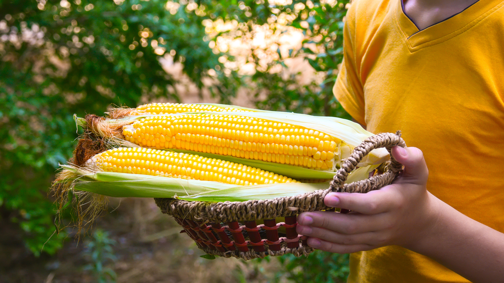 7 Crops That Make Good Use of a Finished Corn Patch