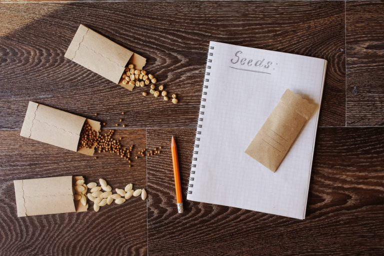 saving garden seeds