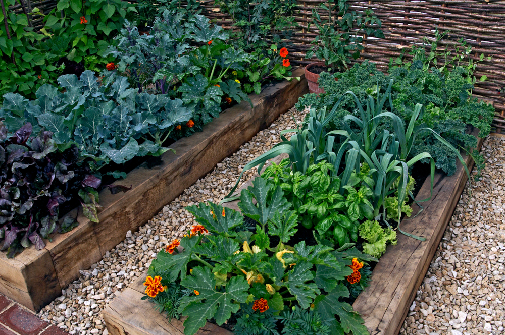 You Don’t Need a Big Backyard to Grow a Meaningful Amount of Food