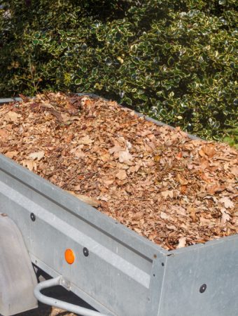 fall garden cleanup
