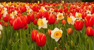 spring flowering bulbs