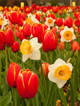 spring flowering bulbs