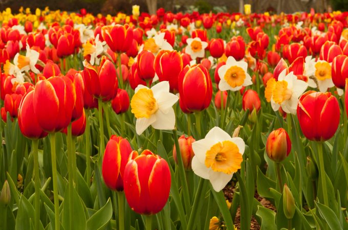 spring flowering bulbs