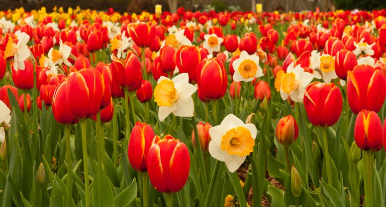 spring flowering bulbs