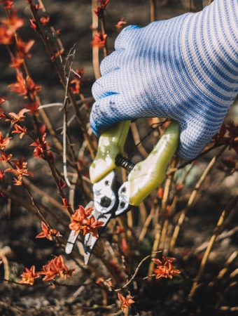 plants not to prune in fall