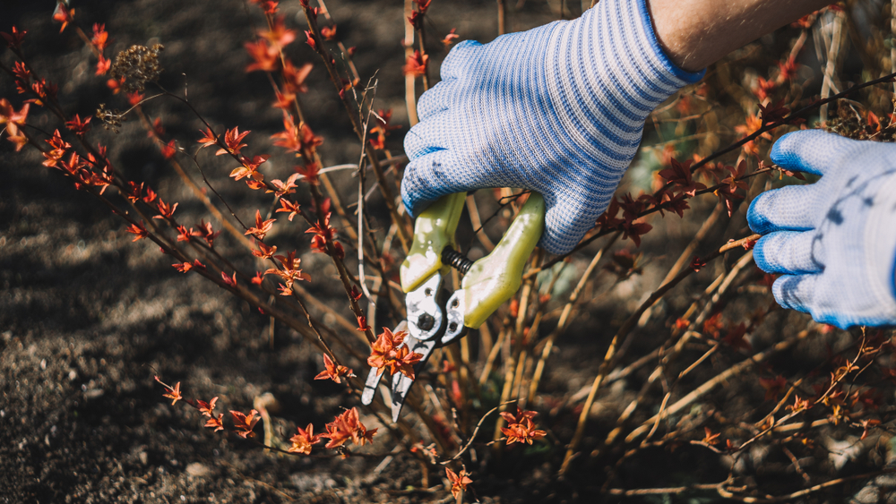 plants not to prune in fall