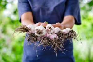 growing garlic