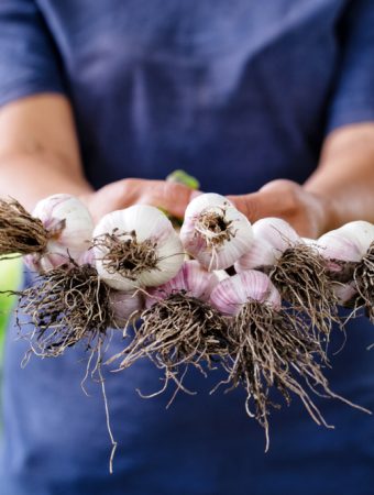growing garlic