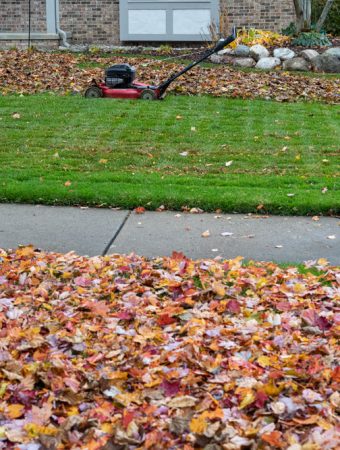 leaving leaves in your yard
