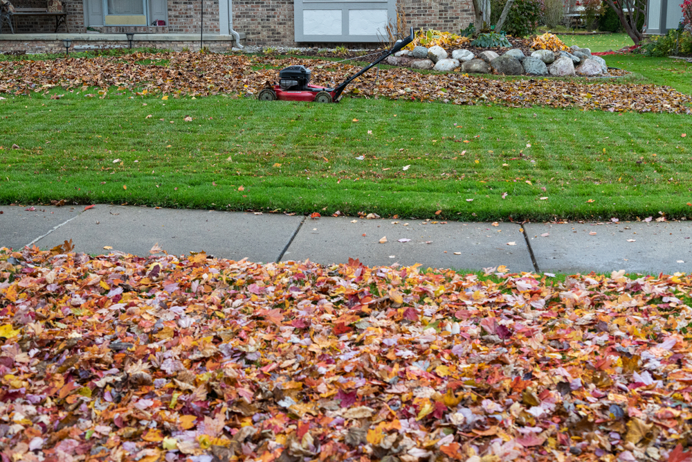 leaving leaves in your yard