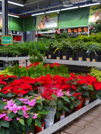 buying clearance trees and shrubs