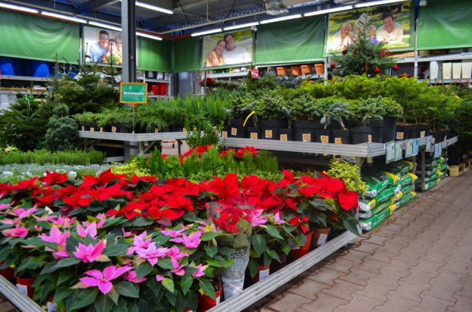 buying clearance trees and shrubs