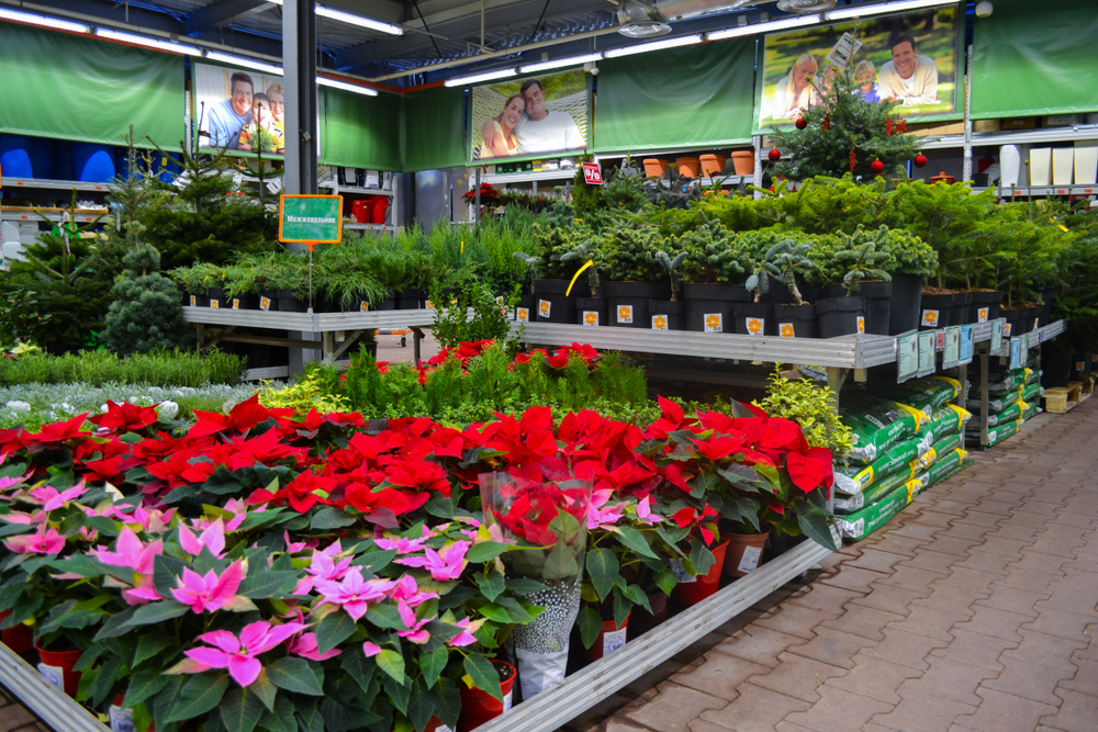 buying clearance trees and shrubs