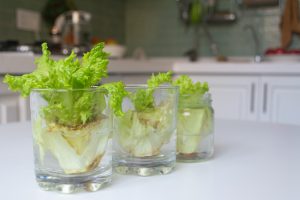 regrowing lettuce from scraps