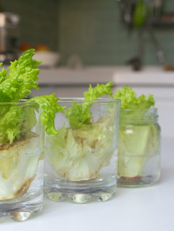 regrowing lettuce from scraps