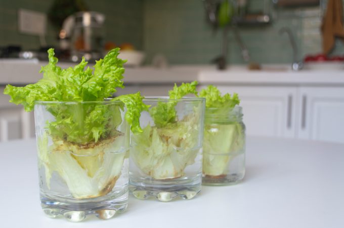 regrowing lettuce from scraps