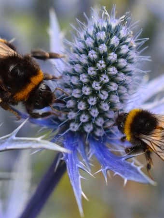 cutting back perennials for pollinators