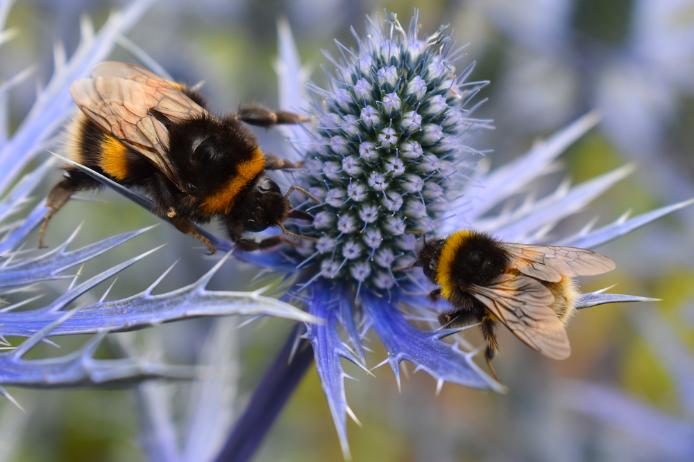 cutting back perennials for pollinators