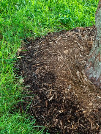 too much mulch around trees