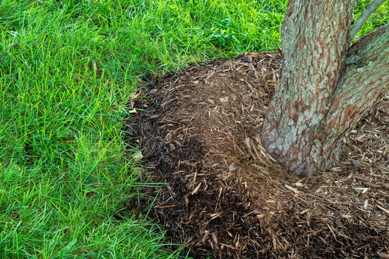 too much mulch around trees