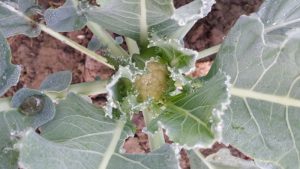 cool-season crops