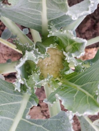cool-season crops