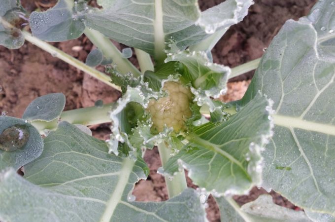 cool-season crops