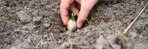 planting garlic in fall
