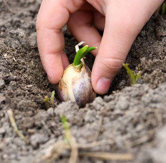 planting garlic in fall