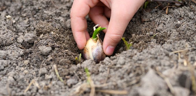planting garlic in fall