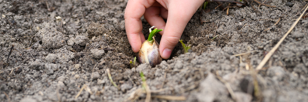 planting garlic in fall