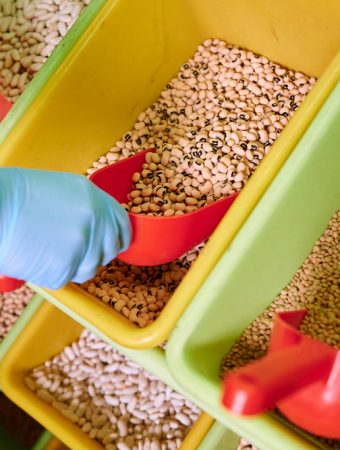 growing grocery store beans