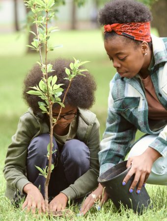 tree planting mistake