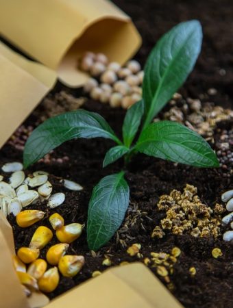 Bought Seeds Online From an Unknown Seller? USDA Says Don’t Plant Them Until You Check This
