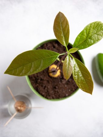 growing an avocado tree from a pit