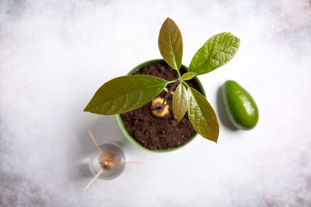 growing an avocado tree from a pit