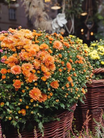fall flowers