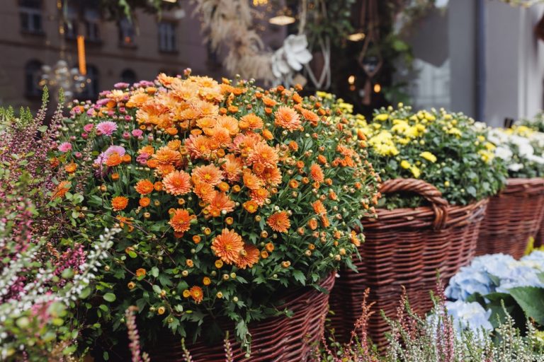 fall flowers