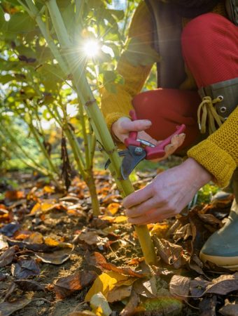 using fall leaves in the garden