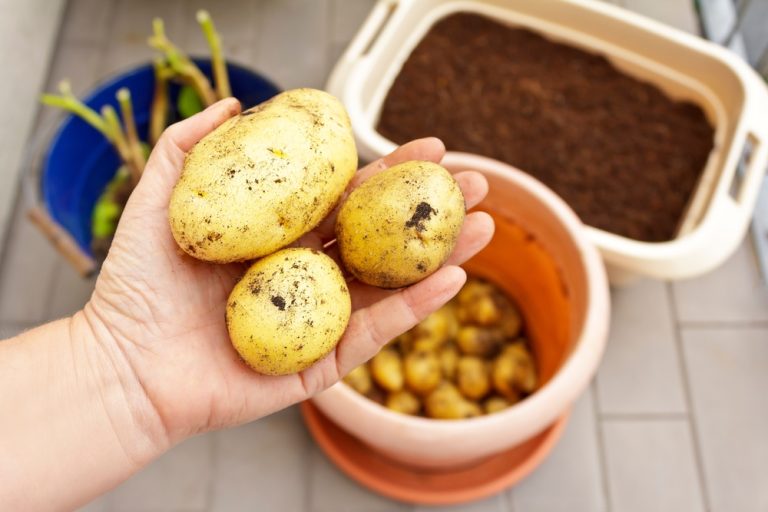 cheap fall harvest