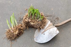 dividing perennials